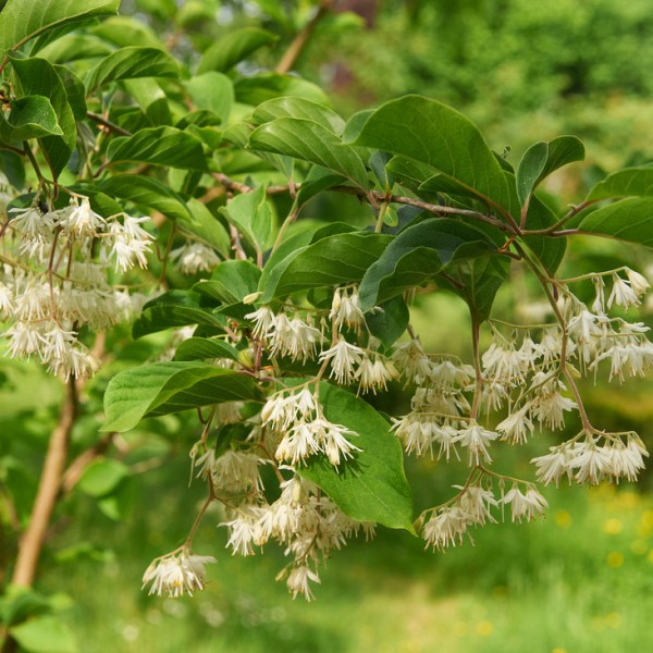 Pterostyrax corymbosus