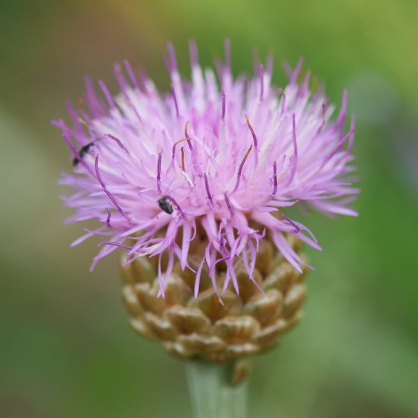 Leuzea rhapontica bicknellii