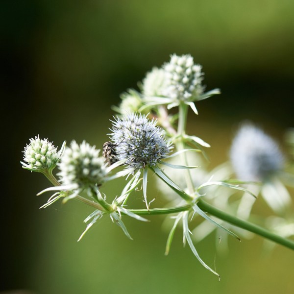 Eryngium aquaticum