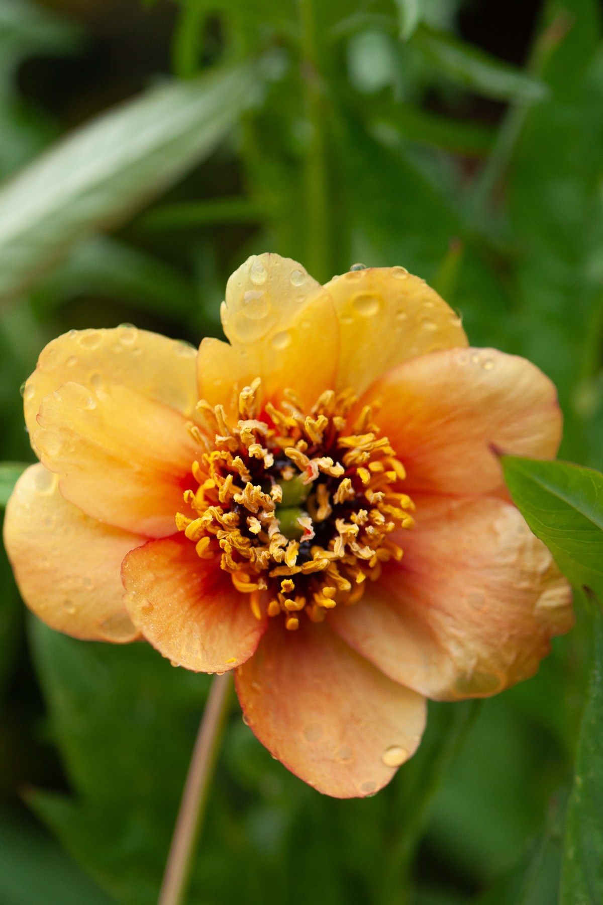 Paeonia delavayi angust.&nbsp;(potaninii)